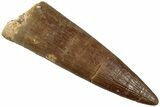 Fossil Plesiosaur (Zarafasaura) Tooth - Morocco #237588-1